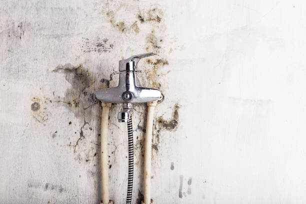 Best Mold Testing  in Elk Plain, WA
