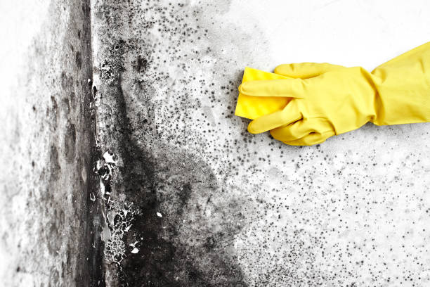 Best Black Mold Removal  in Elk Plain, WA